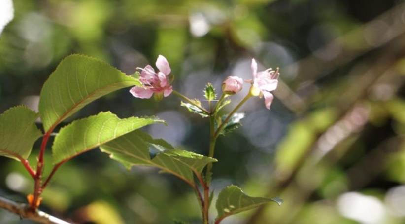 Toyota Indonesia Tebar 60 Pohon Sakura di Tawangmangu